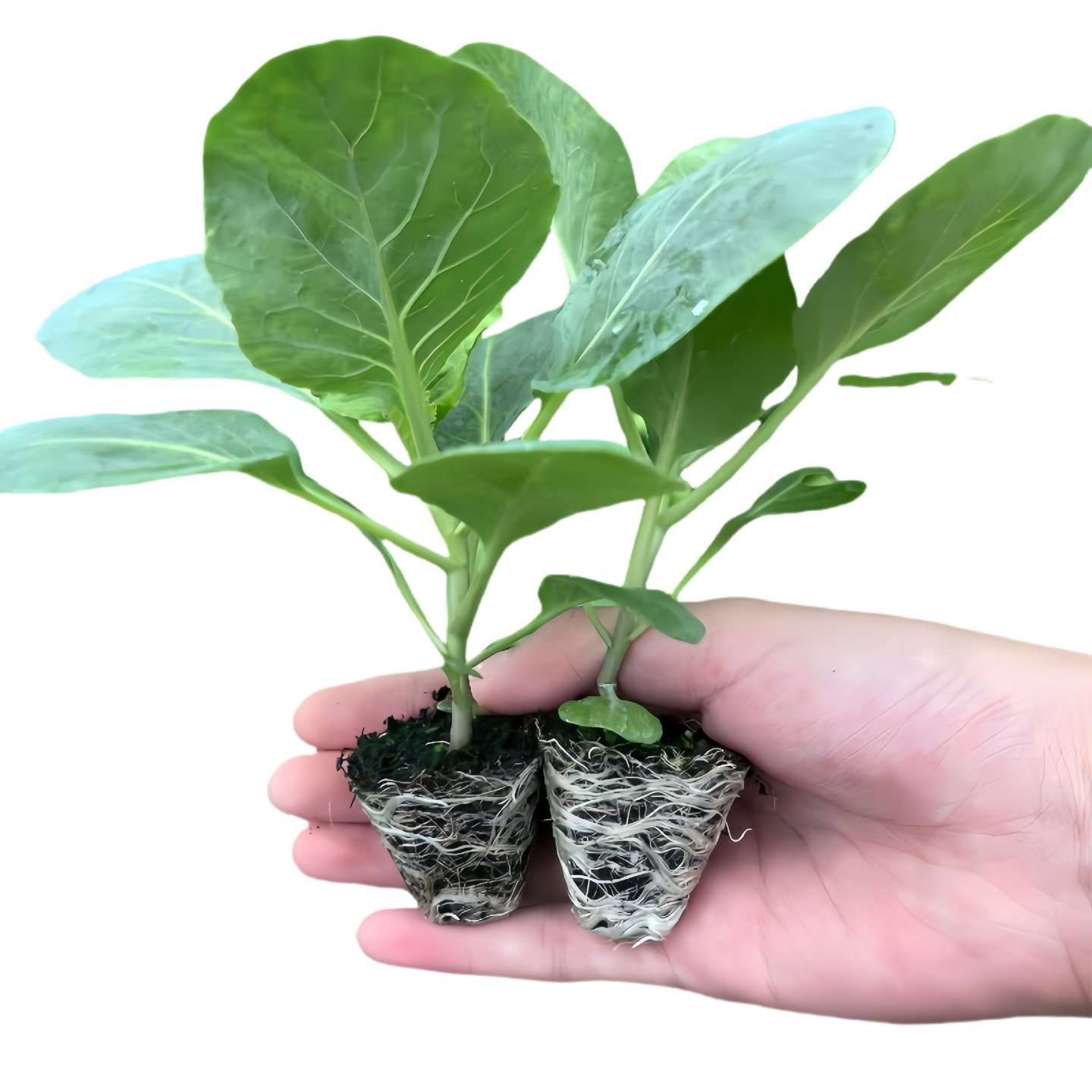 图5