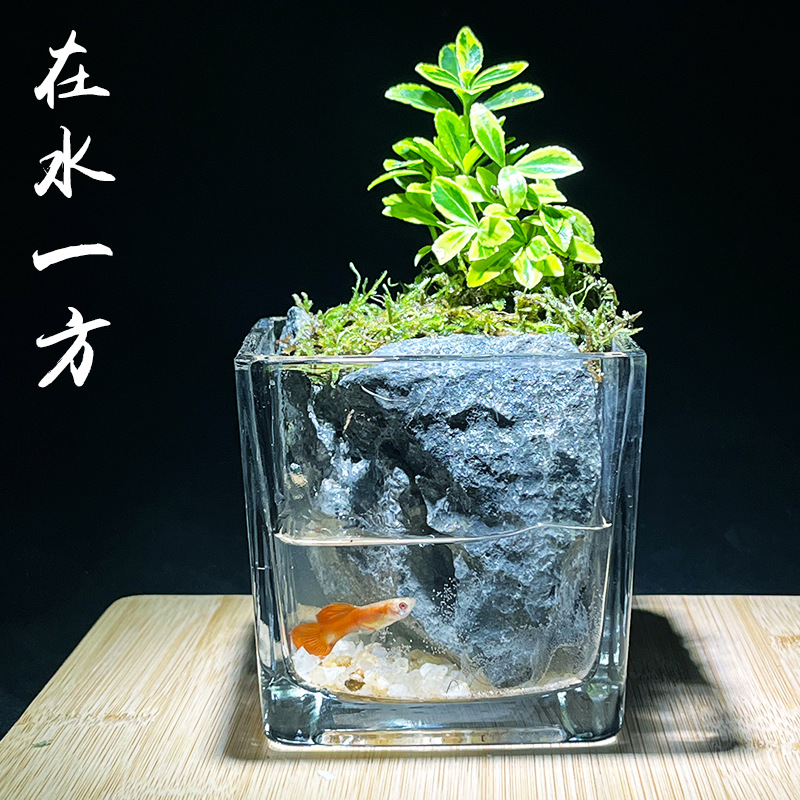 苔藓微景观缸鱼缸生态瓶苔藓缸瓶中植物水培苔藓瓶水培生植物绿植 - 图0