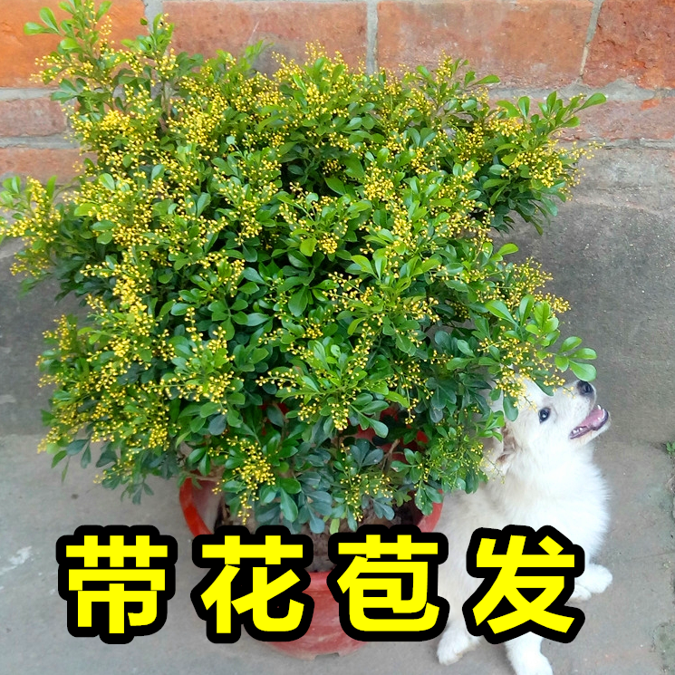 原土米兰花盆栽苗植物室内香味四季开花浓郁香花卉庭院米兰花绿植 - 图2