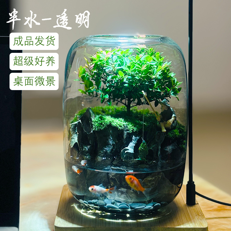 苔藓缸微景观苔藓盒小叶赤楠苔藓植物玻璃绿植物盆栽生态瓶小鱼缸 - 图1