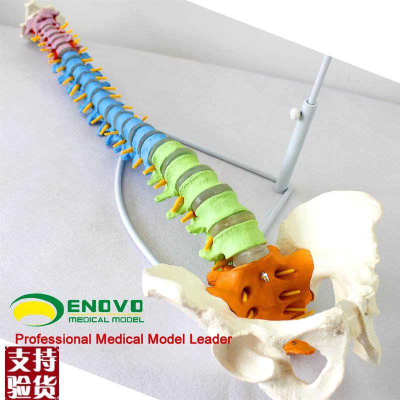 ENOVO颐诺医k学人体教学脊柱模型正骨手法练习脊椎脊柱骨骼模型中,淘宝优惠券,粉丝福利购,淘宝优惠卷
