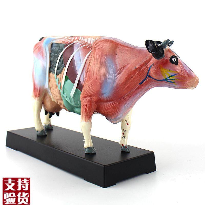 ENOVO颐诺牛针灸穴位模型物解剖模型宠物模型生U物畜牧教学针灸,淘宝优惠券,粉丝福利购,淘宝优惠卷