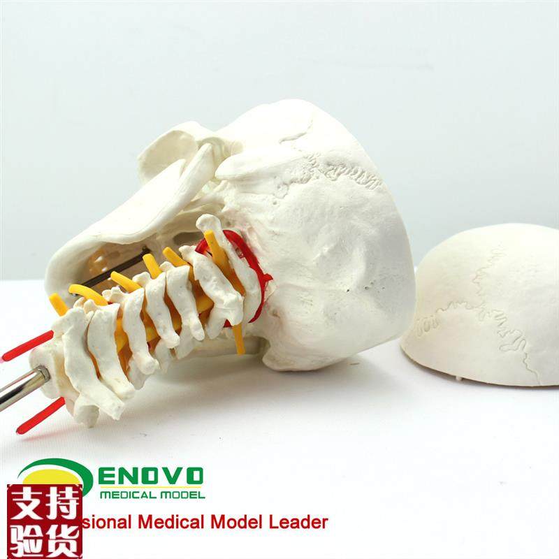 ENOVO颐诺人体头骨颅骨带颈椎模G型头骨模型颈动脉颈椎模型枕骨,淘宝优惠券,粉丝福利购,淘宝优惠卷