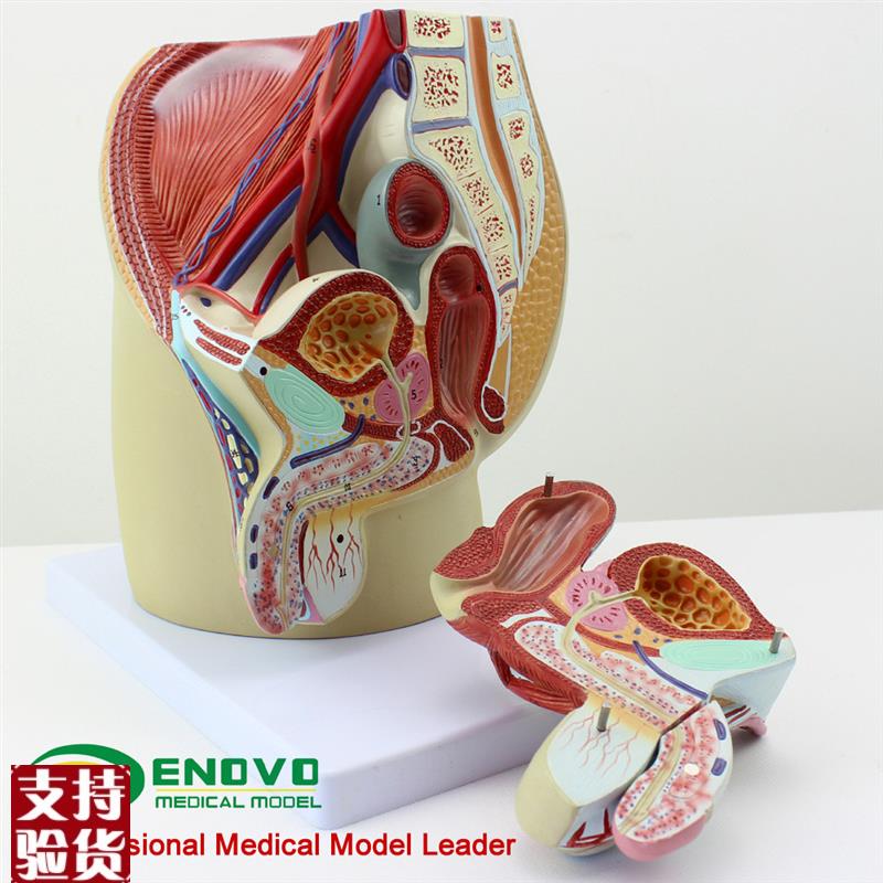 ENOVO颐诺男性生殖泌尿系统模型男E科盆腔解剖结构前列腺男性生殖 - 图0