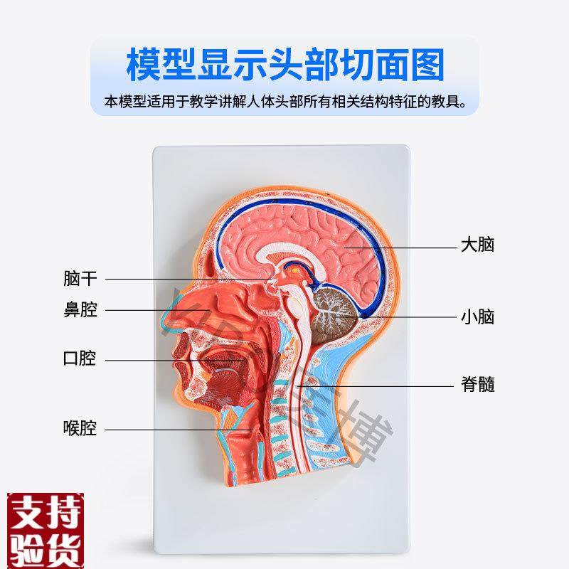 医博BIX-A106z5人体头部切面展示模型,淘宝优惠券,粉丝福利购,淘宝优惠卷