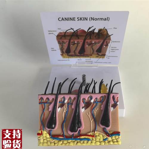 狗皮肤解剖模型犬科真皮宠物病态皮肤教具S兽医教学动物模型 - 图1