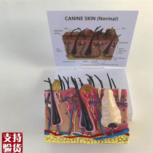 狗皮肤解剖模型犬科真皮宠物病态皮肤教具S兽医教学动物模型 - 图0