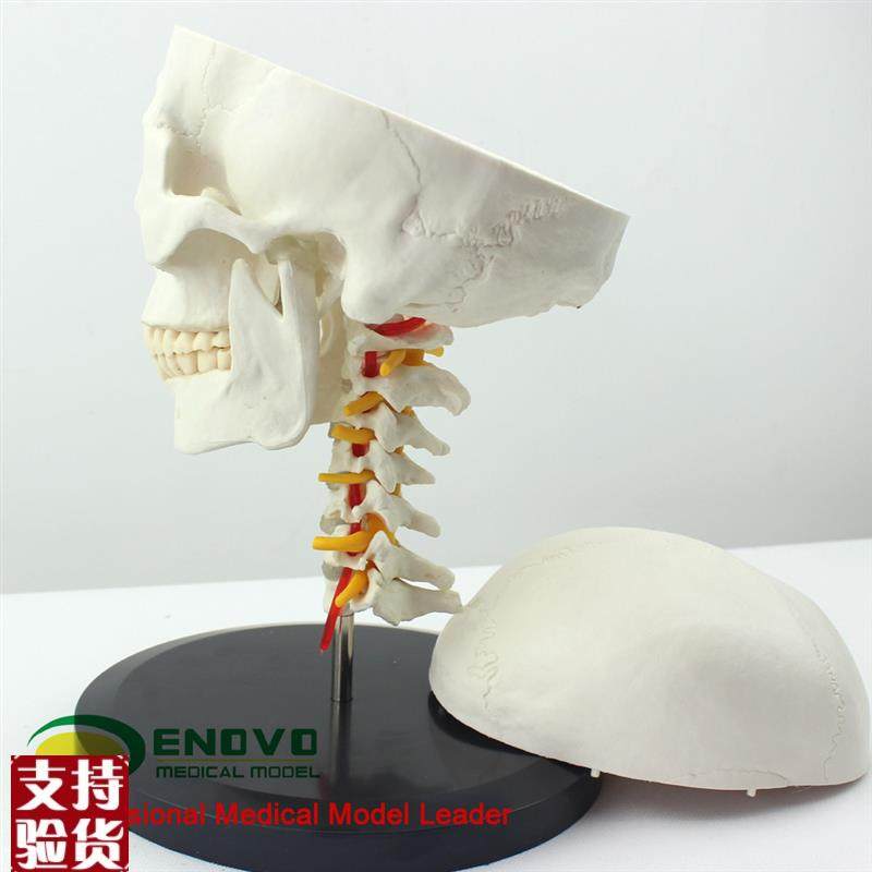 ENOVO颐诺人体头骨颅骨带颈椎模G型头骨模型颈动脉颈椎模型枕骨,淘宝优惠券,粉丝福利购,淘宝优惠卷