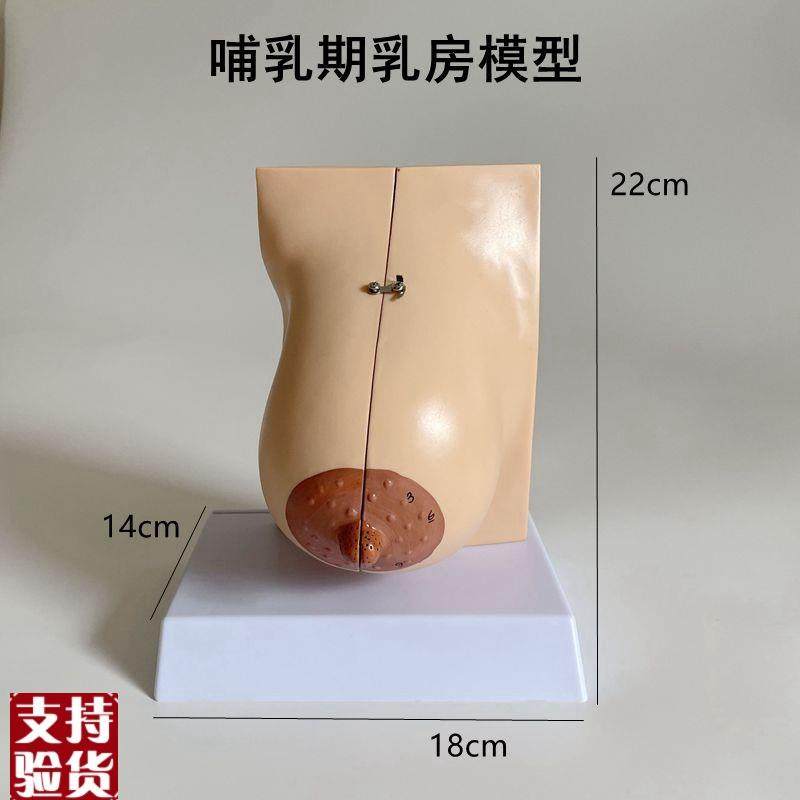 乳房解剖模型哺乳期产后月子护理催乳师技K校培训病理乳模妇科子,淘宝优惠券,粉丝福利购,淘宝优惠卷