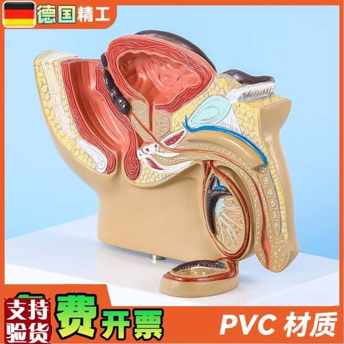 德国】男性盆腔前列腺泌尿生w殖系统睾丸切面解剖模型男科计生展 - 图2