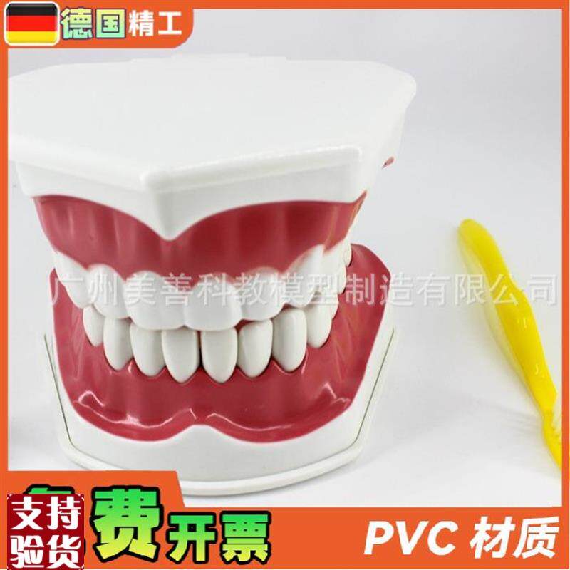 牙保健模型2倍口腔护理刷牙指导教学仪器牙O列牙齿儿童刷牙教具 - 图1