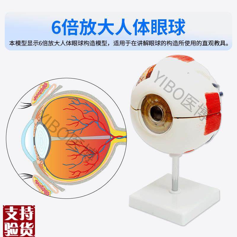 医博人体眼球模型眼睛眼球结构解刨模型放大6倍医用人体眼球模型,淘宝优惠券,粉丝福利购,淘宝优惠卷