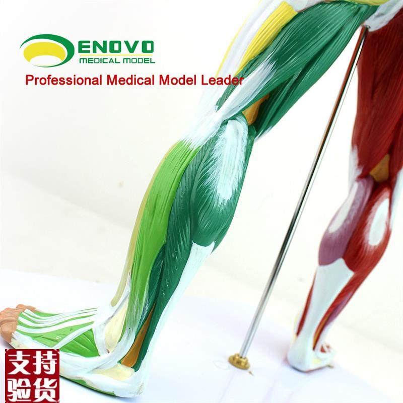 ENOVO颐诺医学美术人体全身肌肉模型运动肌肉解剖V系统健身教学人 - 图2