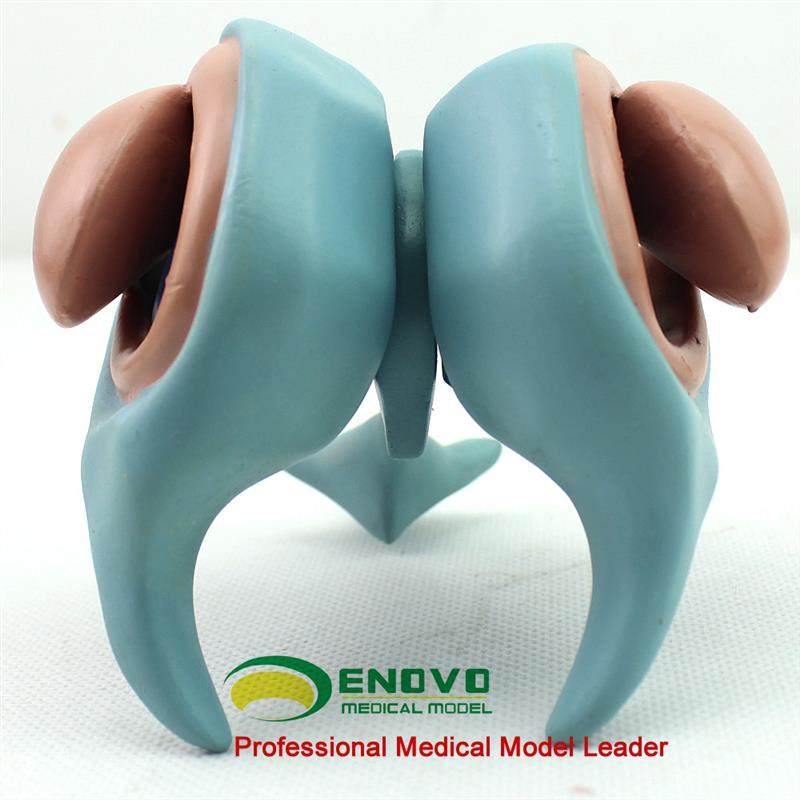 ENOVO颐诺h大脑基底核脑室铸型模型丘脑模型大脑室铸型尾状核上,淘宝优惠券,粉丝福利购,淘宝优惠卷