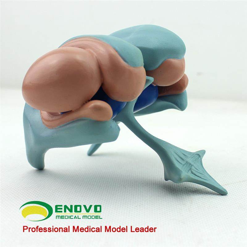 ENOVO颐诺h大脑基底核脑室铸型模型丘脑模型大脑室铸型尾状核上,淘宝优惠券,粉丝福利购,淘宝优惠卷