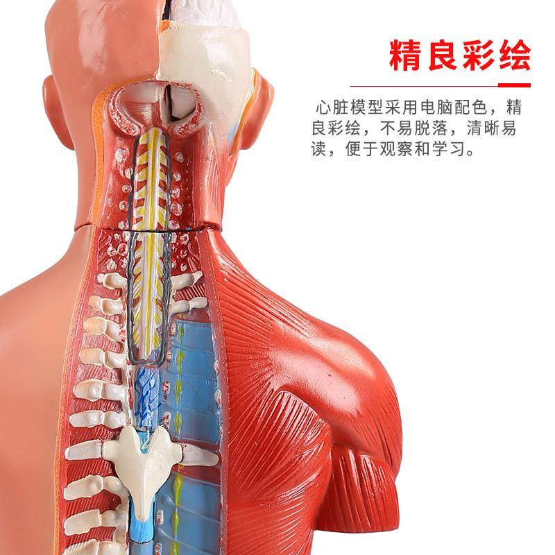 医博人体躯干解刨模型带j内脏人体解肌肉消化系统刨模型人体解刨,淘宝优惠券,粉丝福利购,淘宝优惠卷