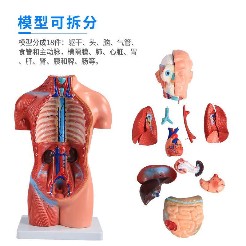医博人体躯干解刨模型带j内脏人体解肌肉消化系统刨模型人体解刨,淘宝优惠券,粉丝福利购,淘宝优惠卷