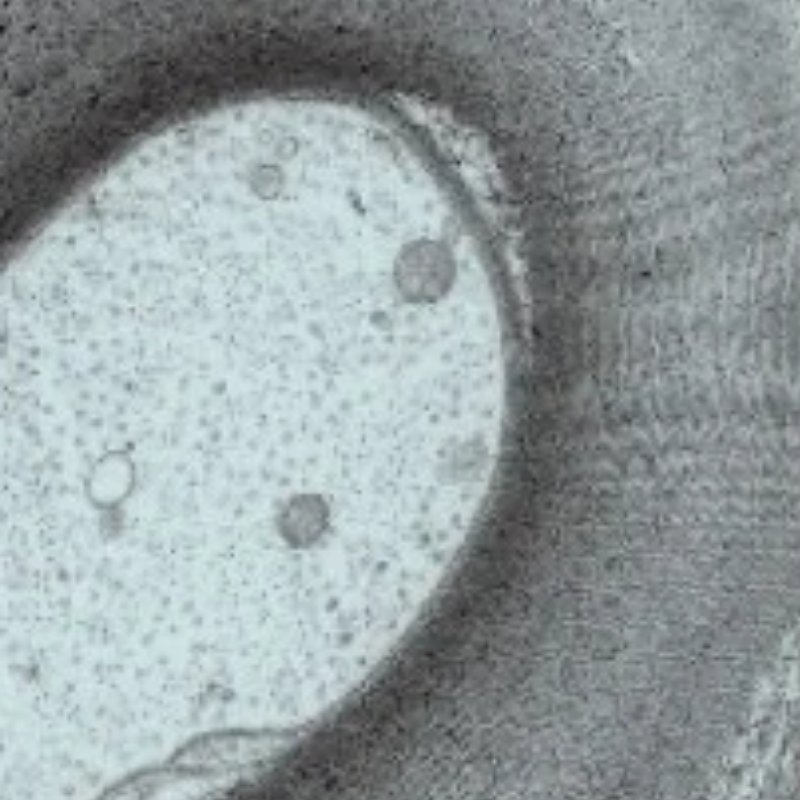 美恩美50枚装50至400目钼镍裸铜网普通碳膜透射电镜载网支持膜TEM,淘宝优惠券,粉丝福利购,淘宝优惠卷