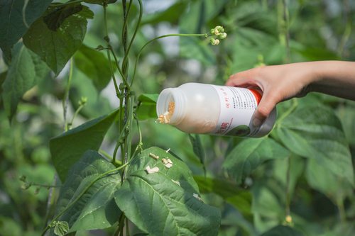 顺丰速运~智利小植绥螨   天敌防控   红蜘蛛 - 图2