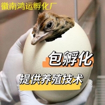 Ostrich egg fertilisation can incubate small humpbird fry fresh eggs Fertilized Eggs African Australia Bag Breakage nationally