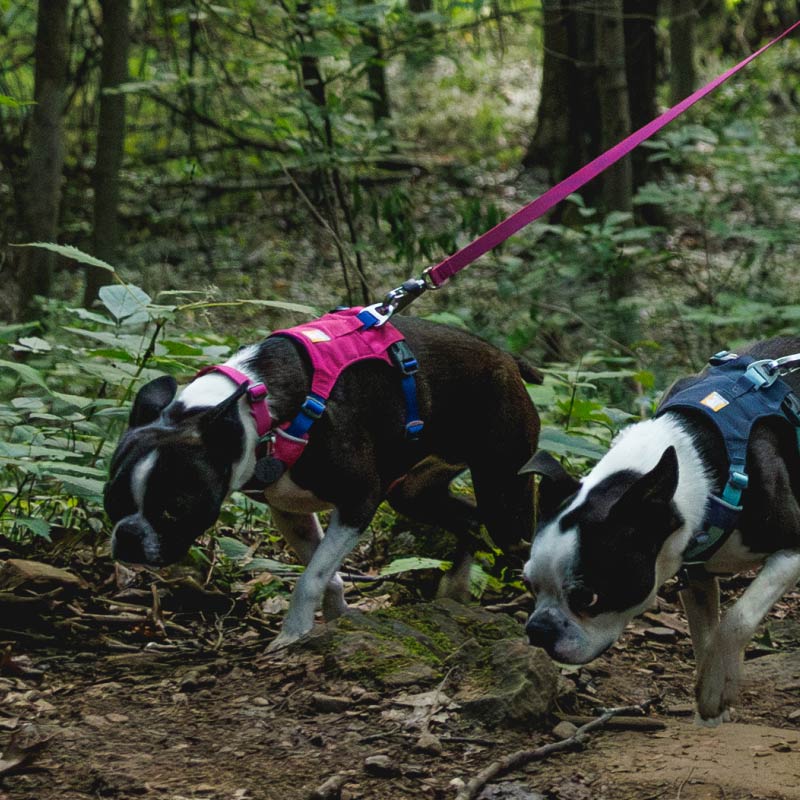 拉夫威尔嗨轻狗狗项圈ruffwear中大小型犬狗脖圈柴犬柯基狗颈圈 - 图2