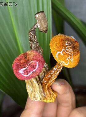 菌子冰箱贴云南真野生(无