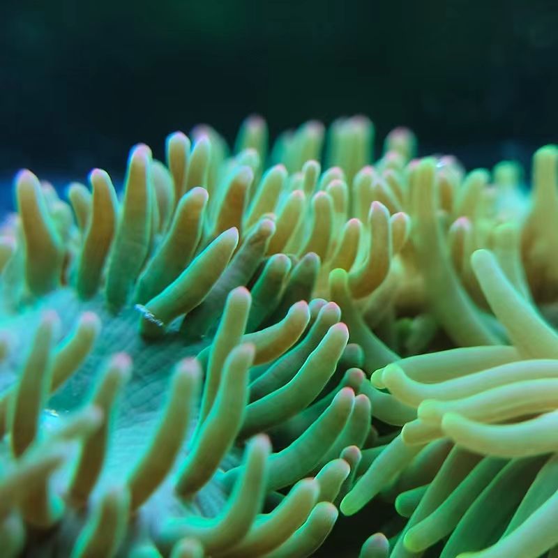 荧光粉点绿海葵珊瑚活体紫点绿葵活体粉点小海葵海水缸奶嘴海葵 - 图0