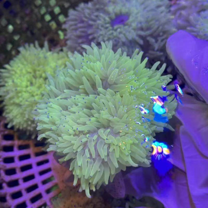 紫点白葵公主葵海水生物奶嘴海葵小丑葵红奶嘴海葵地毯海葵,淘宝优惠券,粉丝福利购,淘宝优惠卷