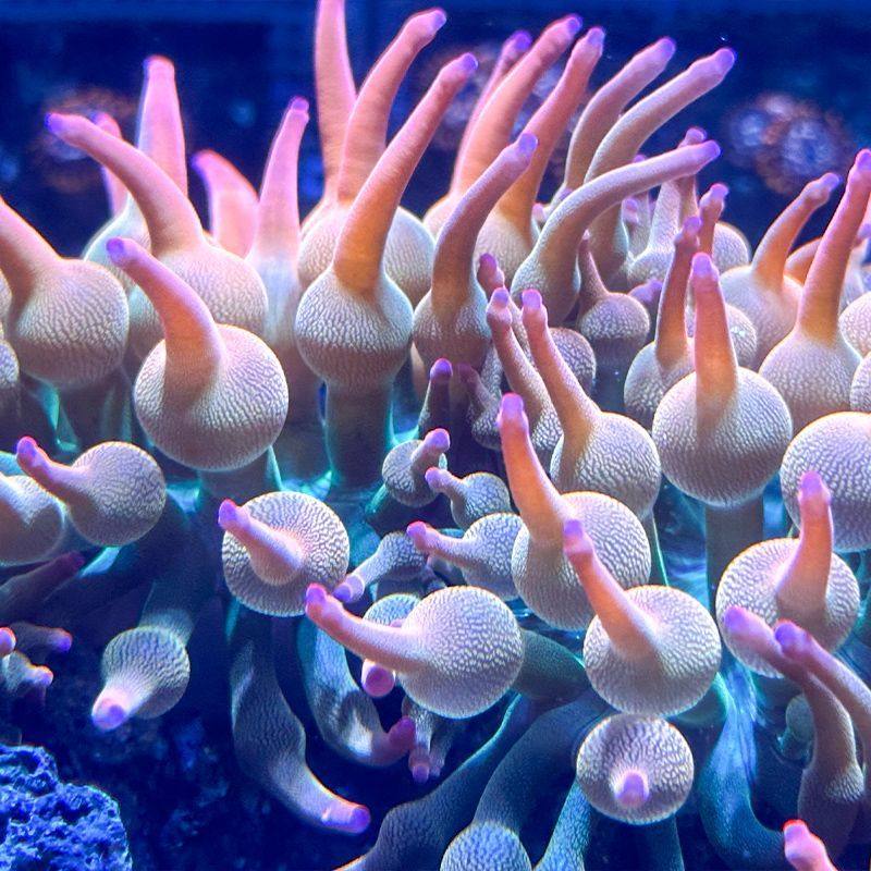 红奶嘴海葵小丑鱼共生海葵软体海葵绿奶嘴荧光奶嘴地毯,淘宝优惠券,粉丝福利购,淘宝优惠卷