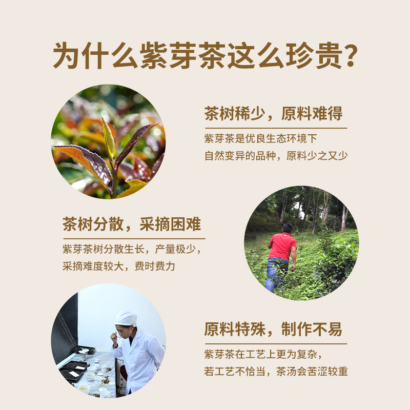 【百亿补贴】澜沧古茶2023年紫芽熟茶小萌饼普洱茶熟普小茶饼盒装 - 图3