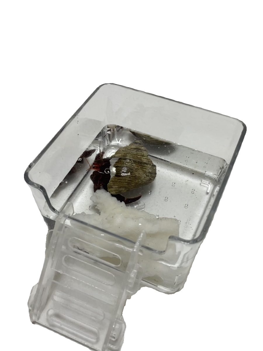 寄居蟹亚克力高透水盆大号小号泡澡盆浴缸方形鱼缸垫脚防溺水爬梯,淘宝优惠券,粉丝福利购,淘宝优惠卷