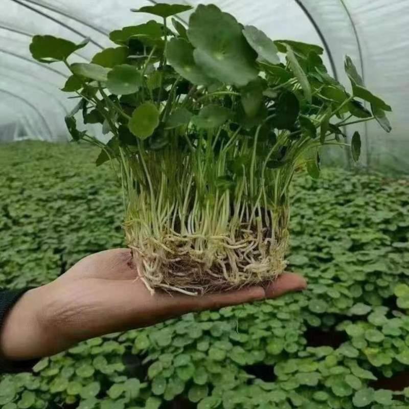 常铜花养水通季带草金钱桌仙客用植活%养钱植叶养好厅四草面青绿 - 图1