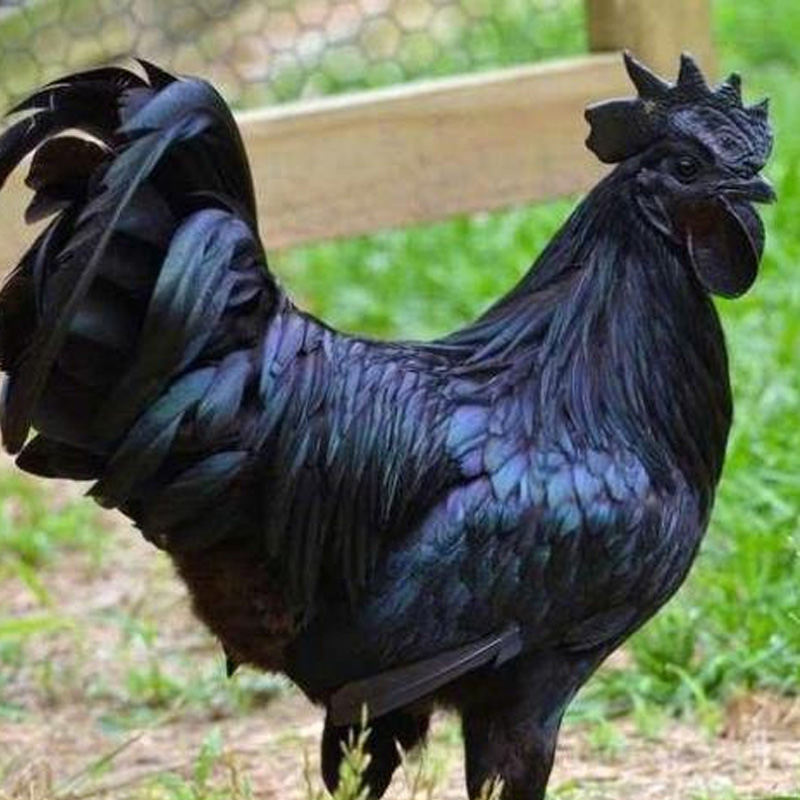 贵州普安散养五黑鸡180天净重1.8-2.3斤公鸡月子鸡老母鸡顺丰包邮-图2