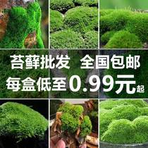 Fresh moss micro-landscape plant bonsai potted potted planter Fake Mountain Grass made of white moss with short suede green moss