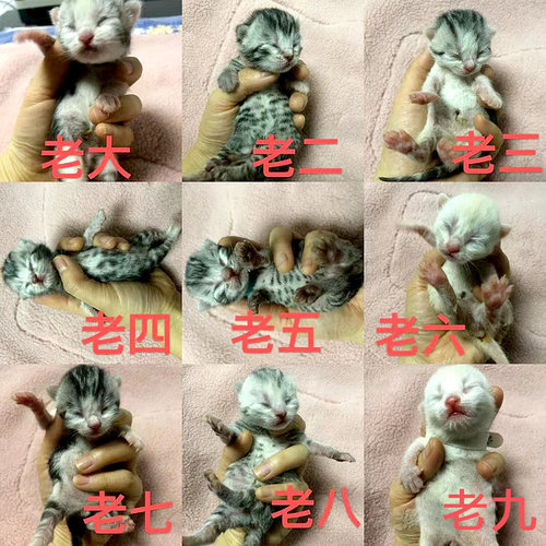 幼猫咪幼犬记号圈手工编织识别带可调节挂绳铃铛宠物新生狗狗项圈 - 图3