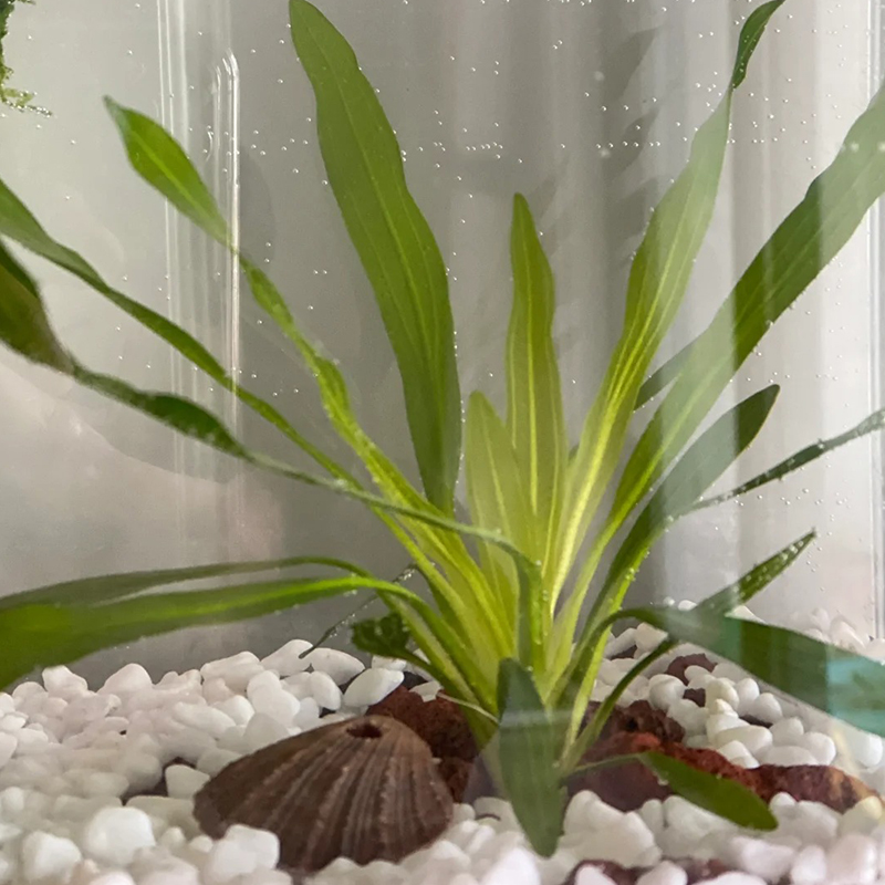 鹅卵石雨花石小白石子多肉铺面盆栽花盆庭院造景装饰白色石头盆景 - 图2