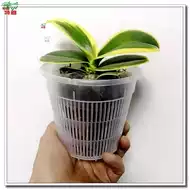 胡蝶兰 新人首单立减十元 21年7月 淘宝海外