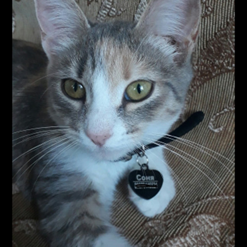New 1pcs cat dog ID tag Free engraving dog Collar pet Charm - 图2