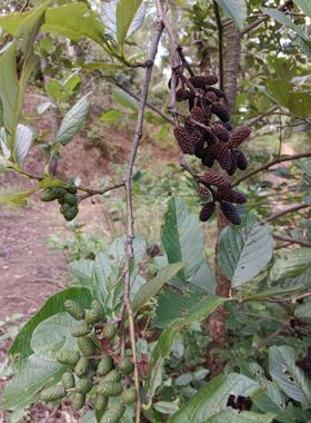 桤木果实水冬瓜果水杨子五陪子水青风果干花圣诞藤圈花环diy材料