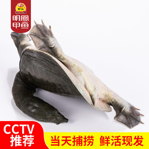 明凤马蹄甲鱼王八水鱼团鱼杭州湾生态放养形小劲猛活体母鳖450g - 图0