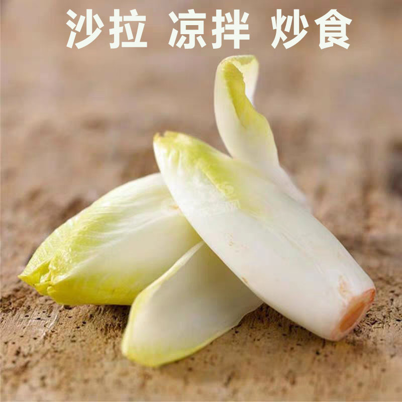 金玉兰菜芽球软化菊苣新鲜蔬菜凉菜沙拉酒店饭店生吃速食菜顺丰 - 图1