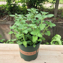 Source Mint Potted Plant Edible Herbs Fresh Mint Leaves Clear Cool Tea Can Be Made Thyme Lost Cilantro