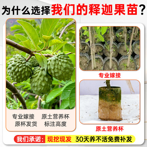 凤梨释迦果树苗嫁接榴莲甜水果苗树盆栽牛奶番荔枝果树苗四季种植 - 图0