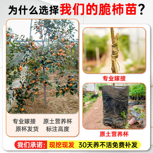 甜脆柿子树苗当年结果太秋嫁接冰糖心柿子果树苗南北种植甜柿子苗 - 图0