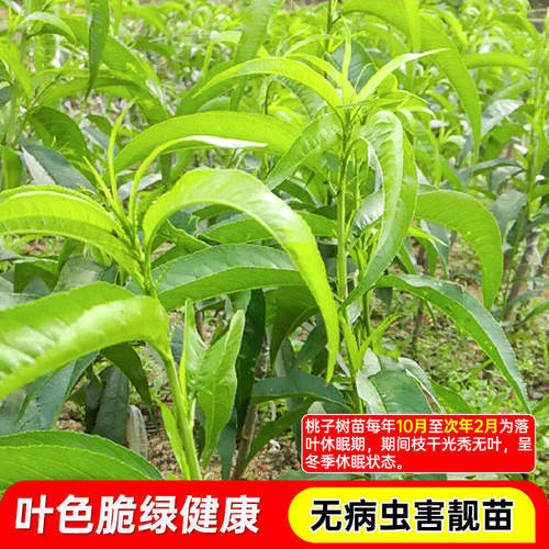 嫁接黄桃树苗当年结果桃子果树果苗南北方四季种植超甜大果黄桃苗 - 图3