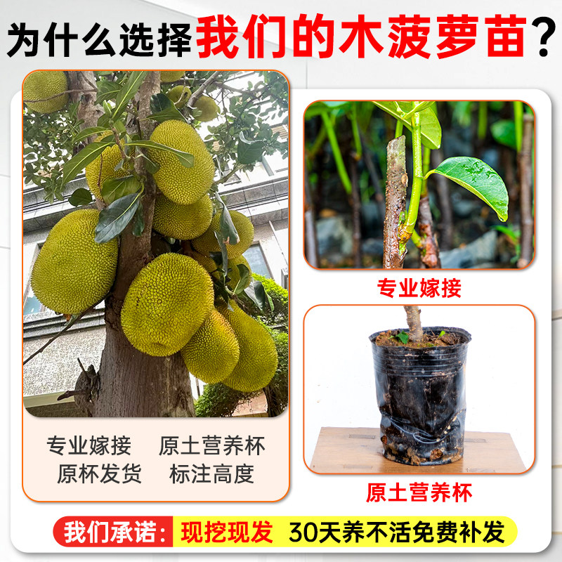 木菠萝苗泰国8号菠萝蜜树苗12号红肉四季黄肉榴莲蜜南方地栽盆栽,淘宝优惠券,粉丝福利购,淘宝优惠卷