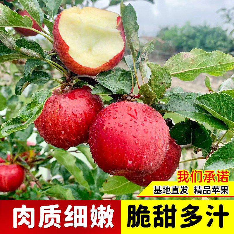 正宗苹果树苗当年结果盆栽地栽庭院南方北方种植高产大果带土带叶