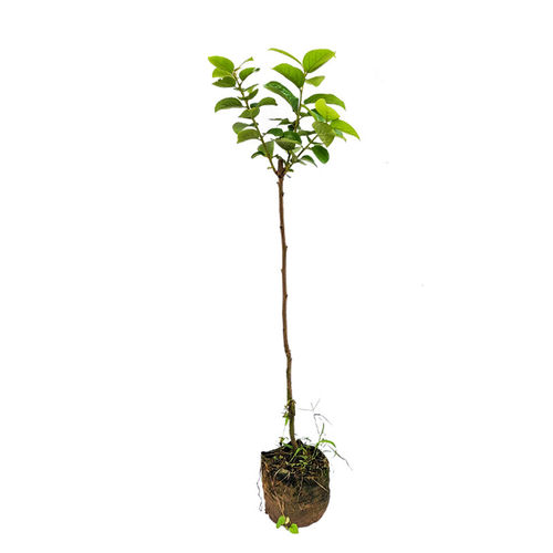 甜脆柿子树苗当年结果太秋嫁接冰糖心柿子果树苗南北种植甜柿子苗 - 图3