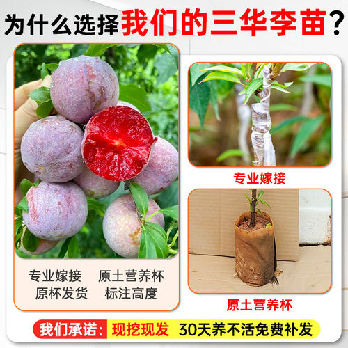 钱排银妃三华李子苗嫁接苗早晚熟三华李子树苗当年结果南北方种植 - 图0