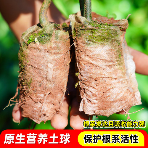 肉桂营养杯苗食用大料调味香料叶桂皮玉桂树南北方四季种植带土发 - 图0